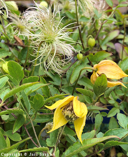 Clematis tangutica 'Little Lemons', kiinankeltakärhö